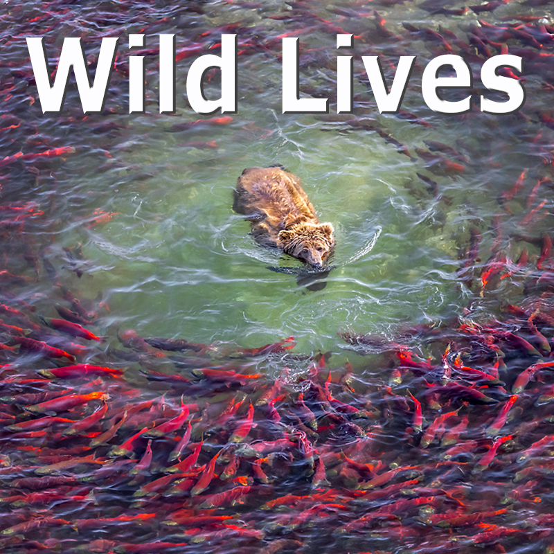 Wild Lives - Art Wolfe